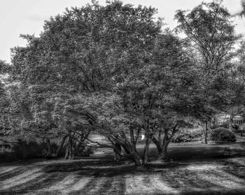 Trees on field against sky