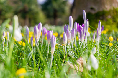 Close-up of purple crocus flowers on field