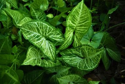 High angle view of fresh green leaves