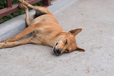 Portrait of dog relaxing outdoors