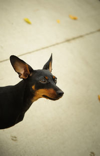 Close-up portrait of dog