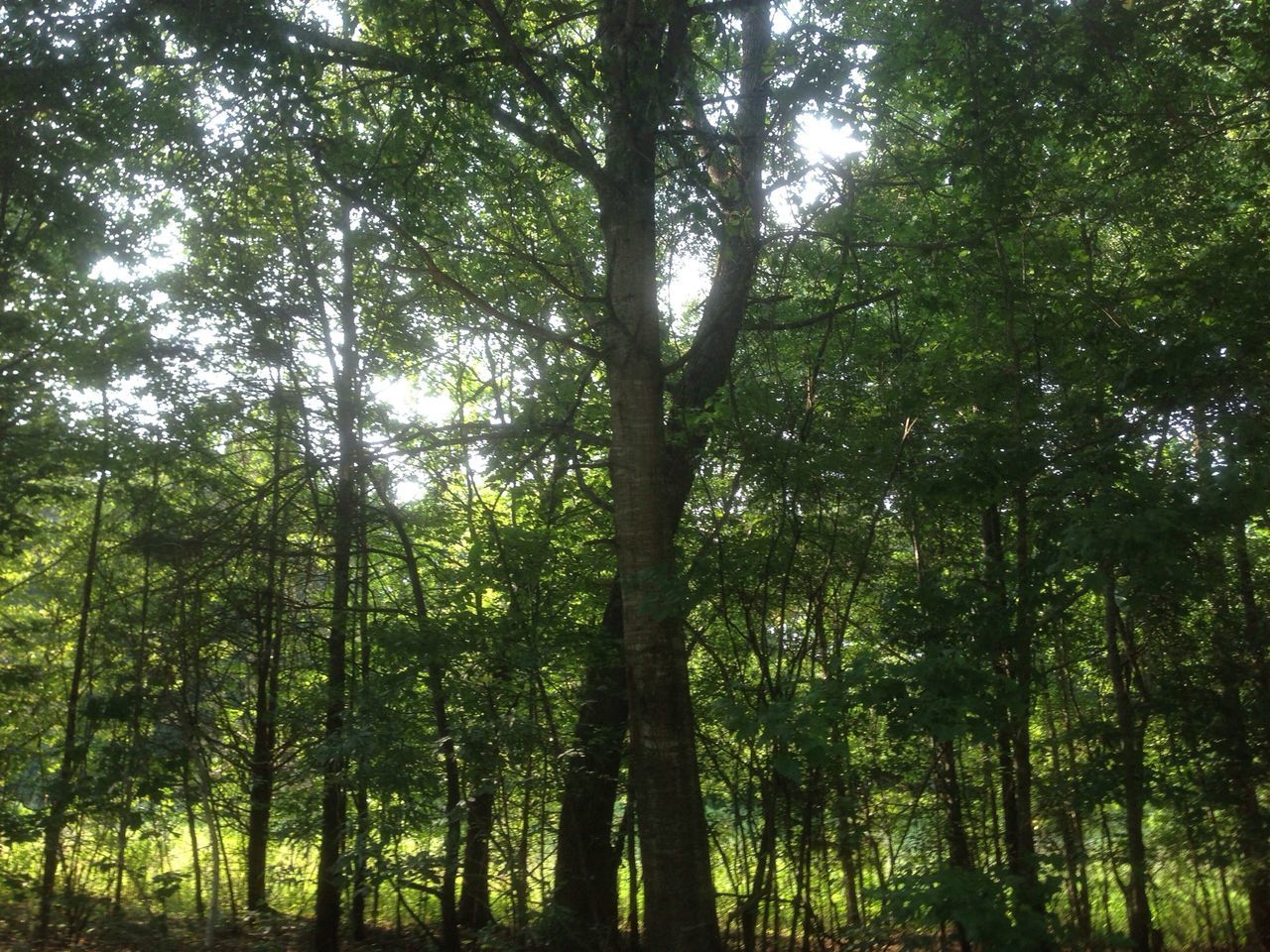 tree, growth, forest, tranquility, tree trunk, green color, nature, low angle view, tranquil scene, woodland, beauty in nature, branch, scenics, lush foliage, day, outdoors, non-urban scene, no people, idyllic, sky