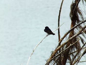 Bird perching on railing