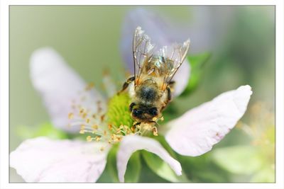 Macro shot of bee pollinating flower