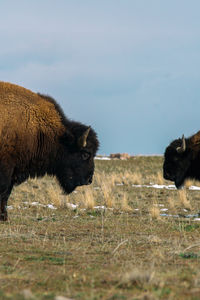 Side view of an animal