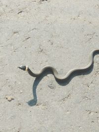 Close-up of lizard