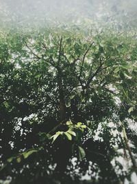 Close-up of plants against sky