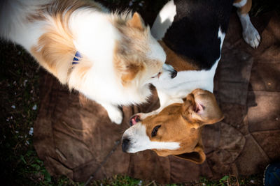 High angle view of dogs on field