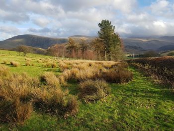 Scenic view of field against sky