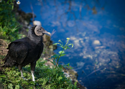 Close-up of a bird