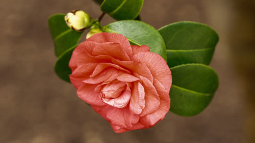 Close-up of red flower blooming outdoors