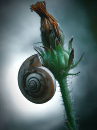 Close-up of snail on plant