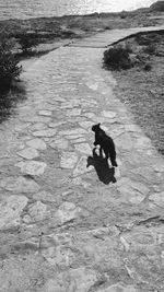 High angle view of dog on beach