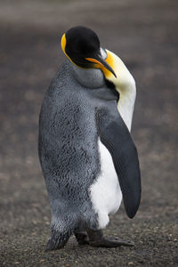 Close-up of penguin on land