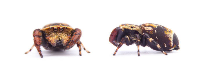 Close-up of insect on white background