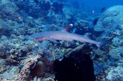 Fish swimming in sea