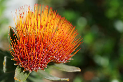 Close-up of flowering plant