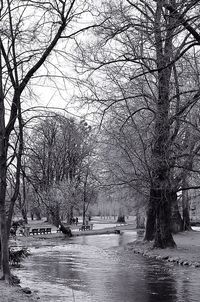 Bare trees in winter