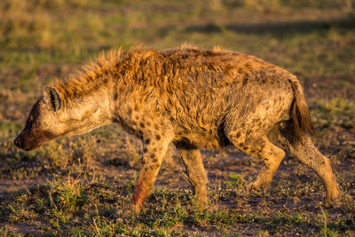 Side view of lion