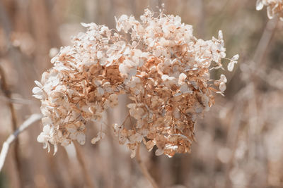 Close-up of cherry blossoms