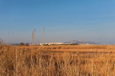 Agricultural field against clear blue sky