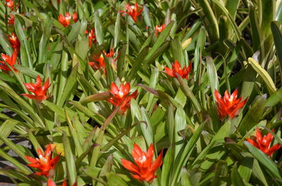 Close-up of red flowering plants