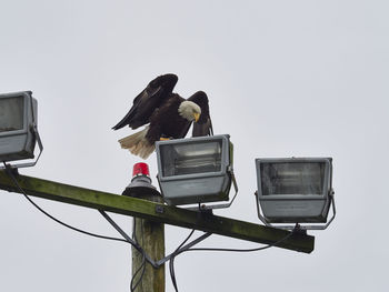 Low angle view of bald eagle perching on street light against sky