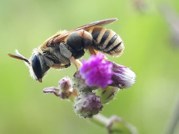 Close-up of bee pollinating on purple flower