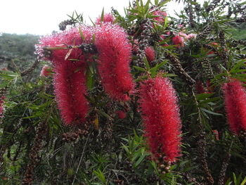 Close-up of red flowers