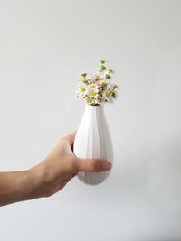 Cropped image of hand holding daisies in vase against white background