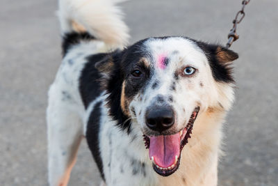 Close-up portrait of a dog