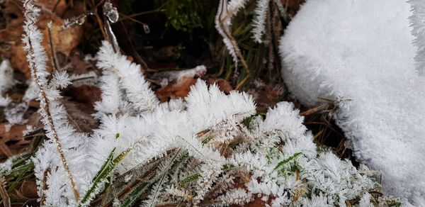 High angle view of frozen plants on snow covered land