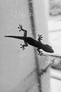 Close-up of lizard on glass window