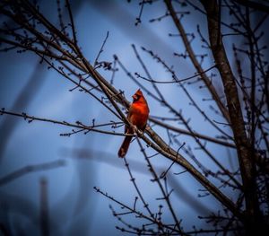 Close up of bird