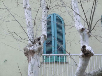 Close-up of bird perching on bare tree