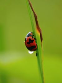 Close-up of ladybug on leaf