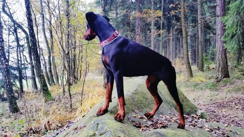 Dog with dogs on tree