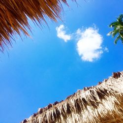 Low angle view of trees against blue sky