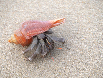 High angle view of shell on sand