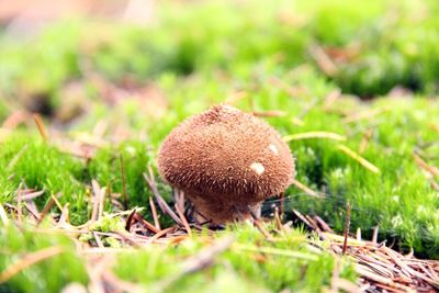 Close-up of mushroom growing on field