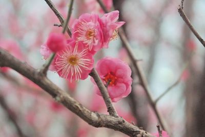 Close-up of pink flowers on branch