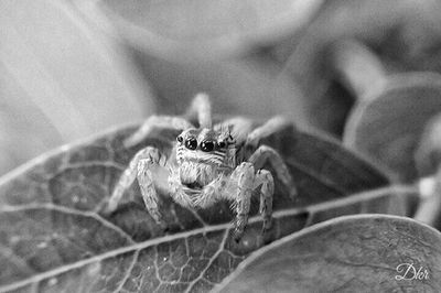 Close-up of spider