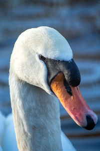 Close-up of swan