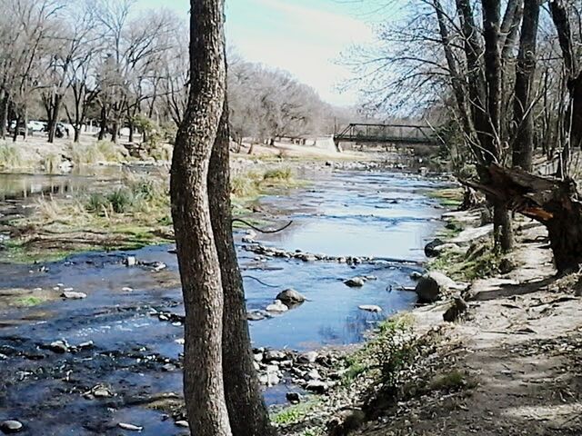 BARE TREES IN WATER