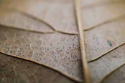 Close-up of dried leaves