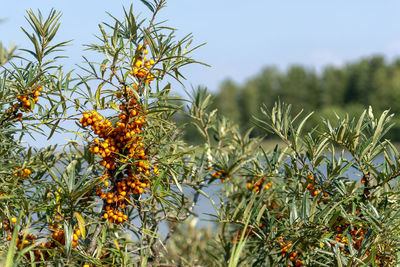 Close-up of flowering plants growing on field against sky