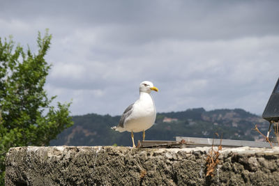 Close-up of seagull perching on retaining wall against sky