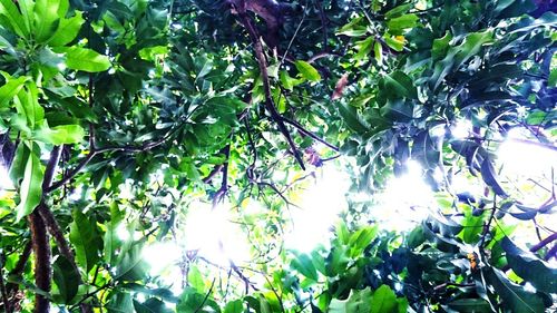 Low angle view of trees in forest