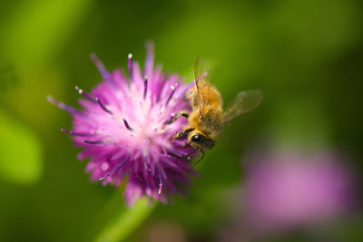 Close-up of bee pollinating on purple flower