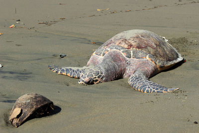 Turtle on beach